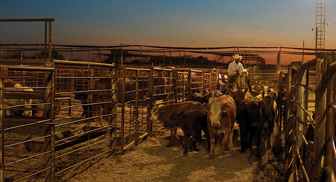 Cattle Auction Terminology & Tips Grit